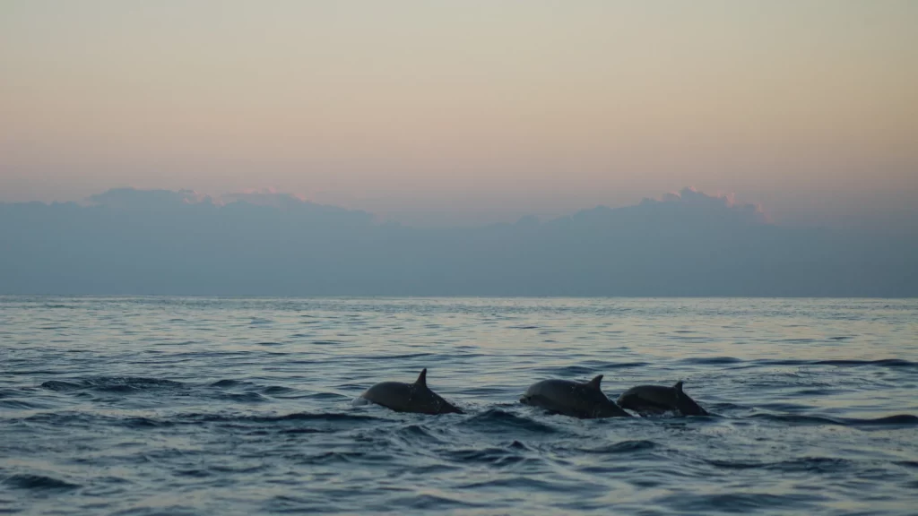 Qué debes saber antes de ir a un avistamiento de cetáceos en Tarifa