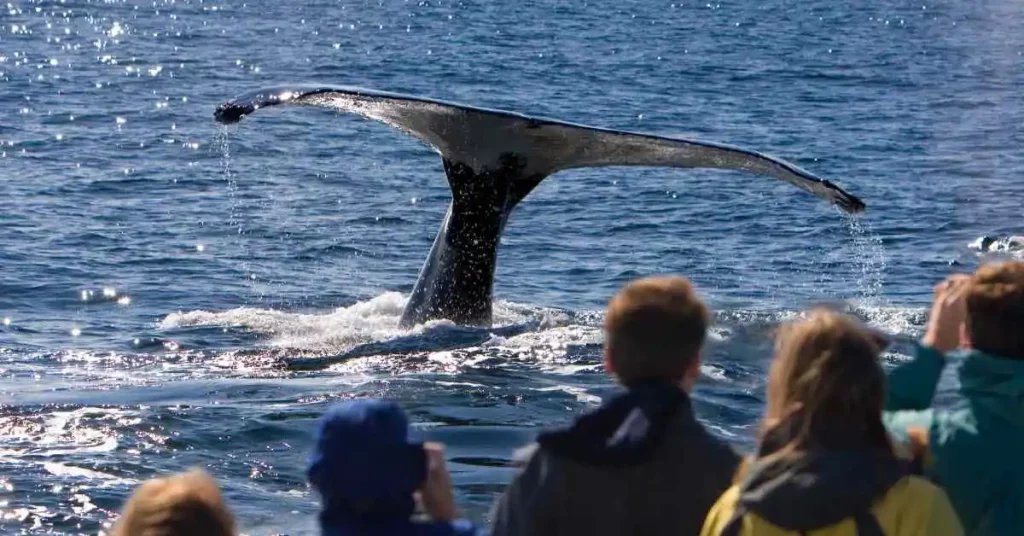 Photo of a group of people watching a whale's tail in the sea