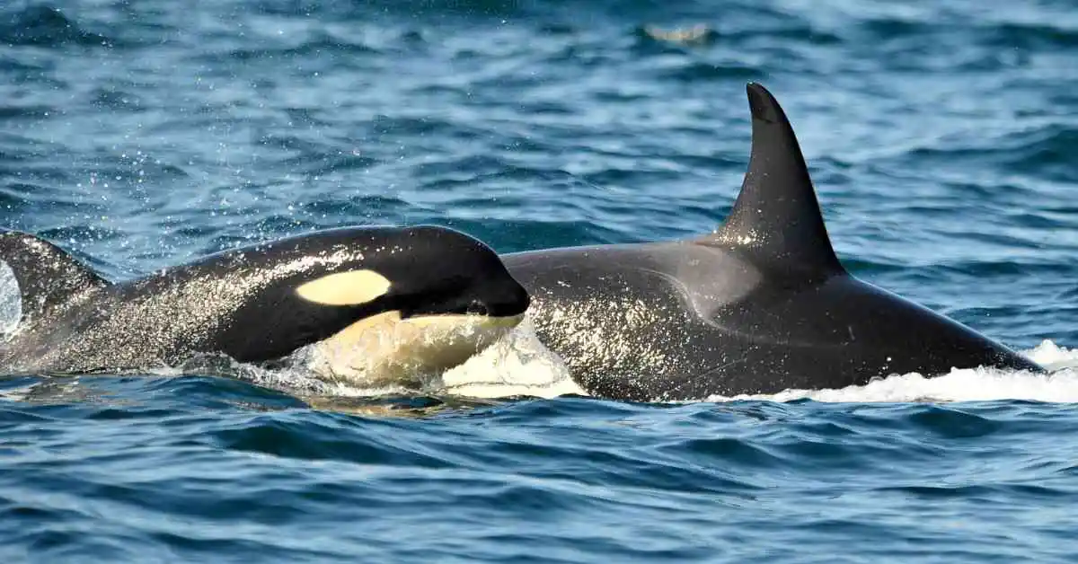 Fotografía de dos orcas en libertad