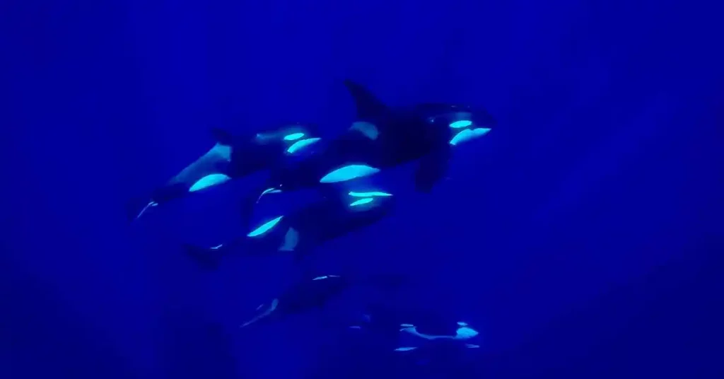 Pod of orcas swimming freely underwater